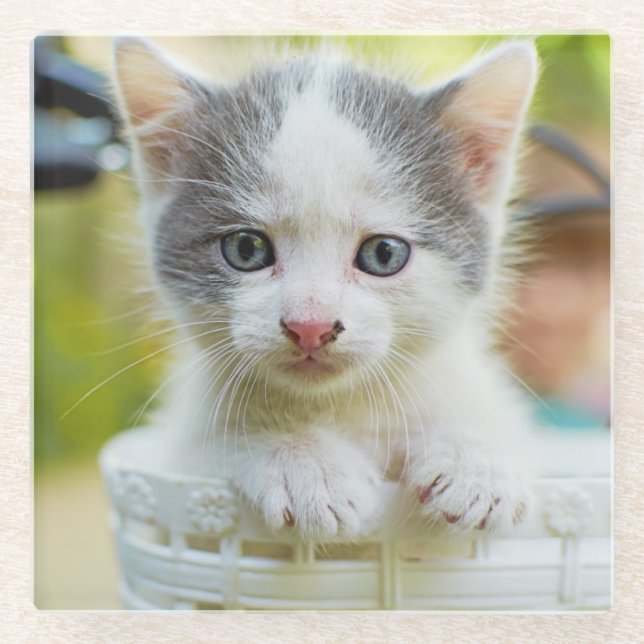 Posavasos De Vidrio El gatito monta una bici (Anverso)