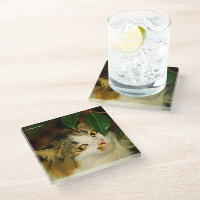 Posavasos De Vidrio El gato caprichoso y la camelia (Angular)