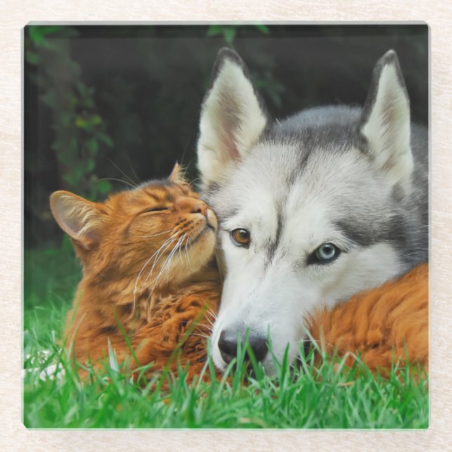 Posavasos De Vidrio El gato somalí Siberian Husky Cuerdo amigos insens (Anverso)