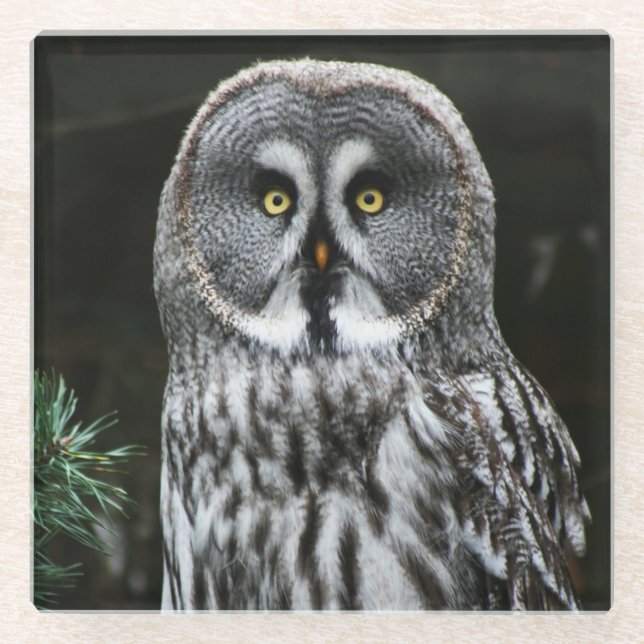 Posavasos De Vidrio El gran coastercano de búho gris (Anverso)