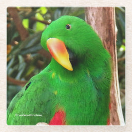 Posavasos De Vidrio "El Orador Verde" Eclectus Parrot