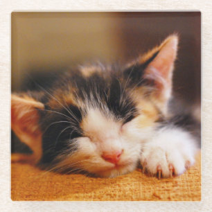 Posavasos De Vidrio El pequeño dormir del gatito