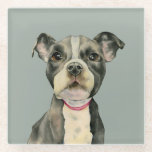 Posavasos De Vidrio El "perrito observa" la pintura de la acuarela del<br><div class="desc">Ésta es una pintura de la acuarela de un perrito blanco y negro del pitbull. Es un cierre para arriba del perro con los ojos de mirada esperanzados grandes. Esto fue pintada en el papel presionado caliente Arched con las pinturas de la acuarela de Daniel Smith.</div>