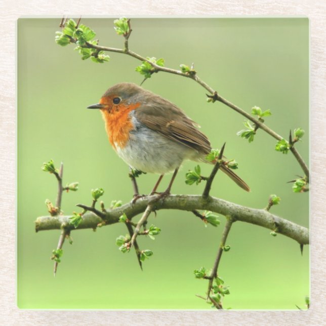 Posavasos De Vidrio El petirrojo (Anverso)