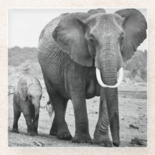 Posavasos De Vidrio Elefante africano y becerros el   Kenia, África