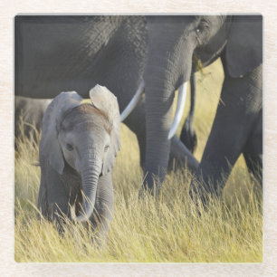 Posavasos De Vidrio Elefante del bebé