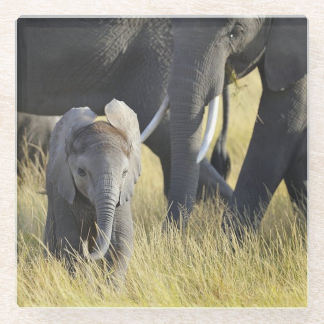 Posavasos De Vidrio Elefante del bebé (Anverso)