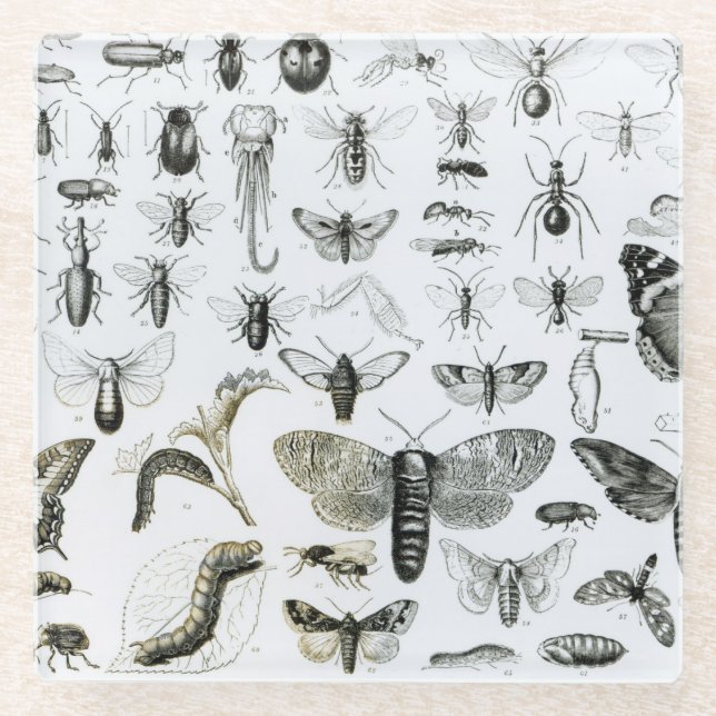 Posavasos De Vidrio Entomología (Anverso)