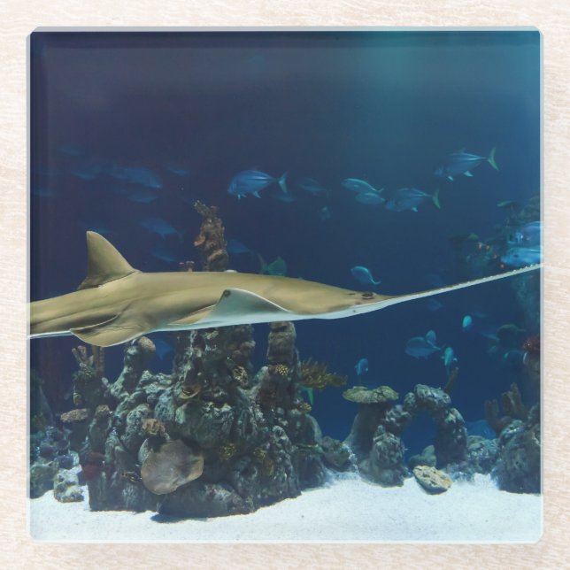 Posavasos De Vidrio Espectacular pez serrero (Anverso)