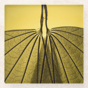 Posavasos De Vidrio Esqueleto de la hoja