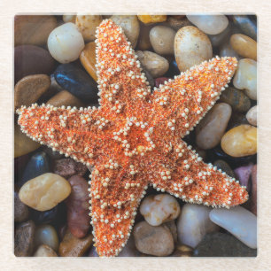 Posavasos De Vidrio Estrellas de mar en rocas