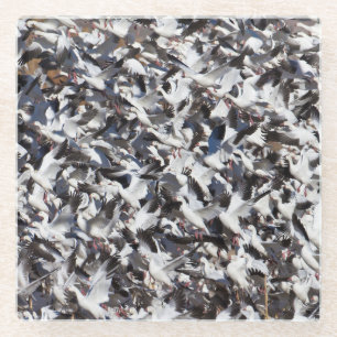 Posavasos De Vidrio Explosión en la ganso de la nieve