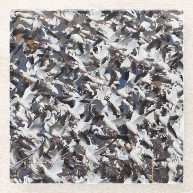 Posavasos De Vidrio Explosión en la ganso de la nieve (Anverso)