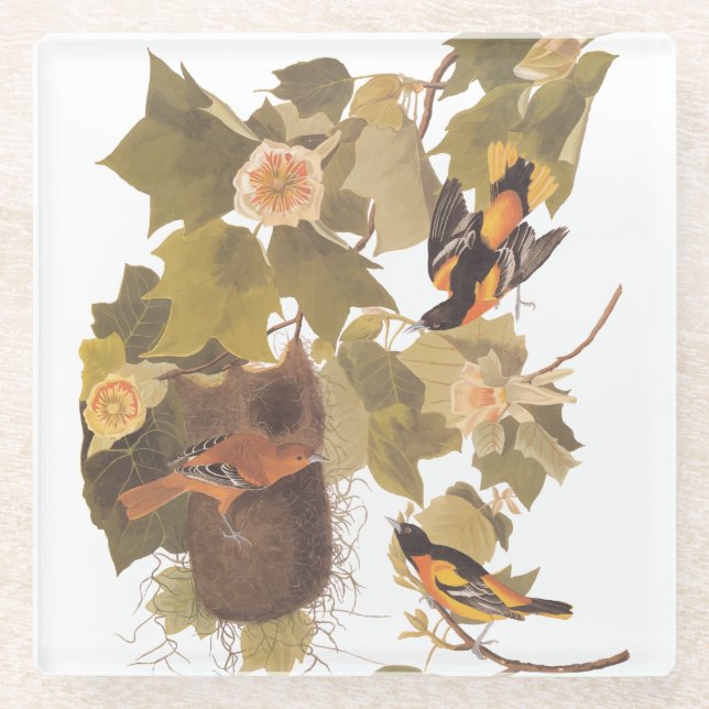 Posavasos De Vidrio Familia Baltimore Oriole Audubon con nido (Anverso)