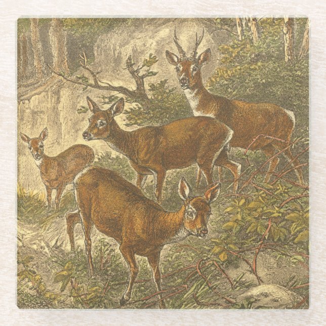 Posavasos De Vidrio Familia de Roe - Deers en un bosque (Anverso)