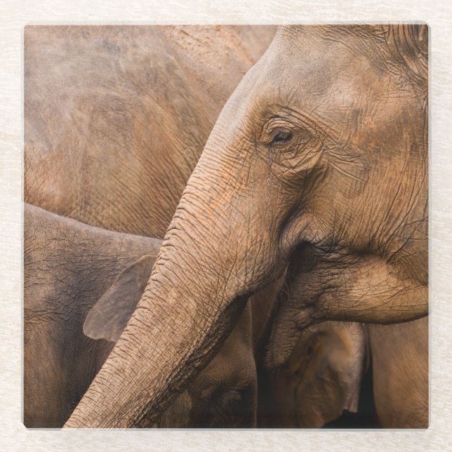 Posavasos De Vidrio Familia Elefante: Vida silvestre majestuosa (Anverso)