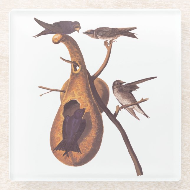 Posavasos De Vidrio Familia Pájaro Morple Martin Audubon y hogar Gourd (Anverso)