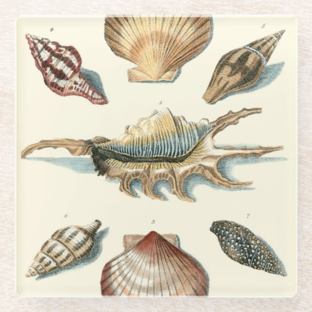 Posavasos De Vidrio Fancy Shell Beach (Anverso)