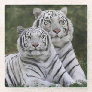 Posavasos De Vidrio Fase blanca, Tigre de Bengala, Tigris