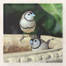 Finches de dos barras