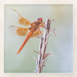 Posavasos De Vidrio Flame Skimmer Dragonfly on Agave