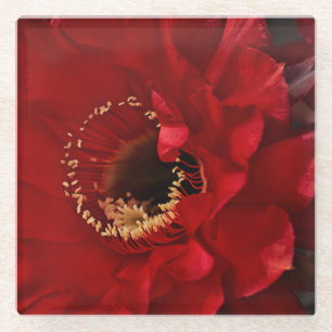 Posavasos De Vidrio Flor Cactus Firelight