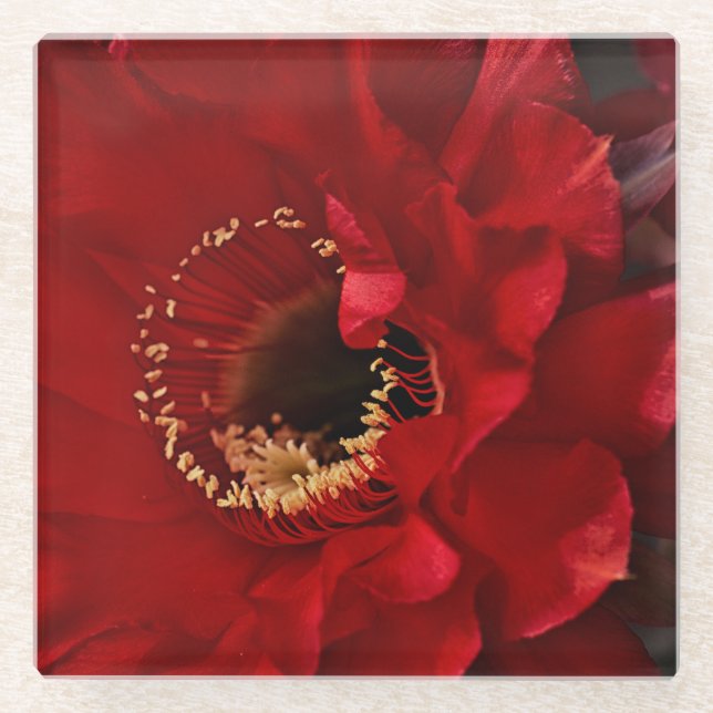 Posavasos De Vidrio Flor Cactus Firelight (Anverso)