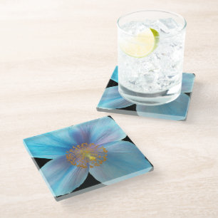 Posavasos De Vidrio Flor de amapola azul del Himalaya