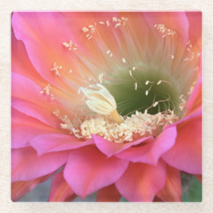 Posavasos De Vidrio Flor de cactus rosado en el desierto