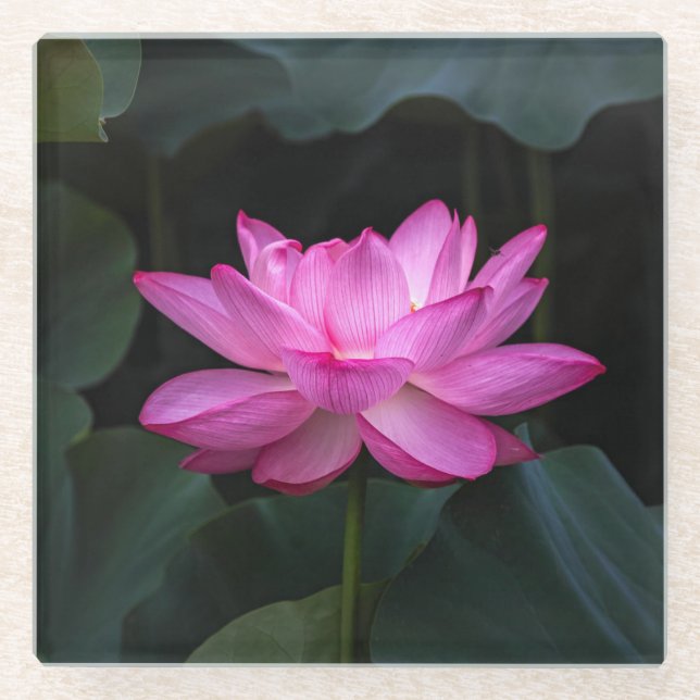 Posavasos De Vidrio Flor de Lotus (Anverso)
