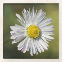 Flor de margarita