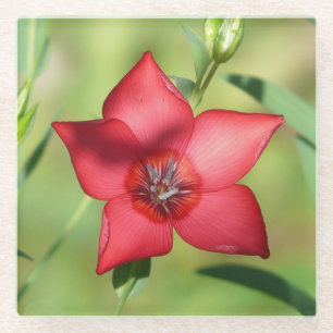 Posavasos De Vidrio Flor Estrella Roja Follaje Verde