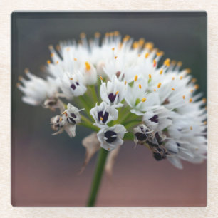 Posavasos De Vidrio Flor salvaje