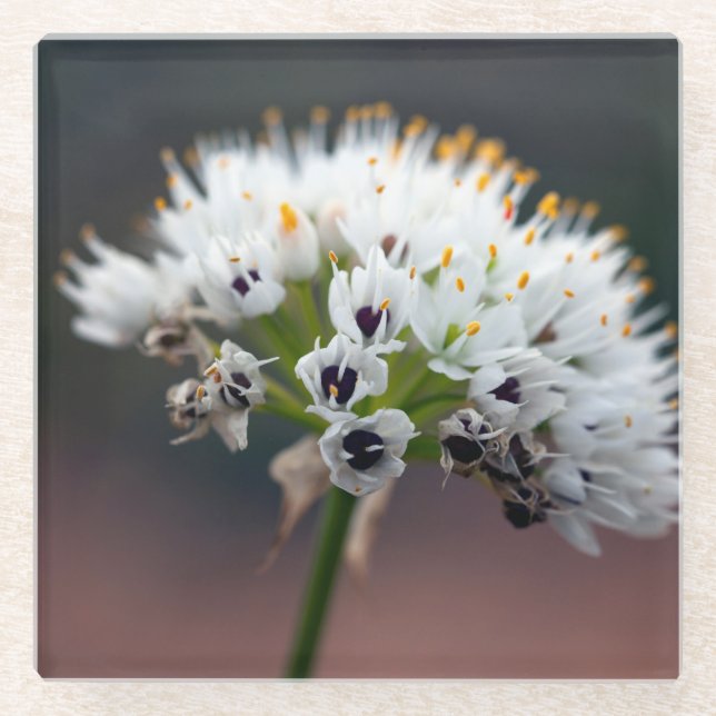 Posavasos De Vidrio Flor salvaje (Anverso)