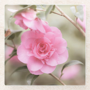 Posavasos De Vidrio Flor suave de camellia rosa