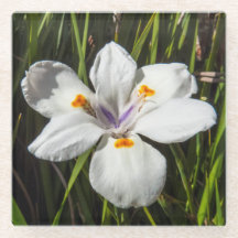 Flor tropical blanca