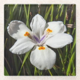 Posavasos De Vidrio Flor tropical blanca