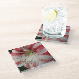 Posavasos De Vidrio Floral de Amaryllis de rayas rojas y blancas