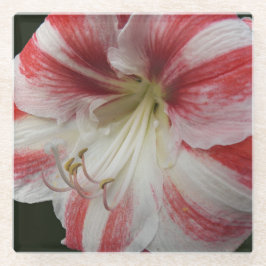 Posavasos De Vidrio Floral de Amaryllis de rayas rojas y blancas