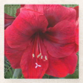 Posavasos De Vidrio Floral de flor en flor de Amaryllis Rojo