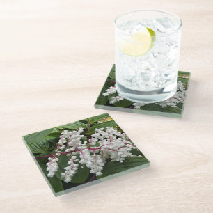 Posavasos De Vidrio Floral de la planta de foca de Salomón en flor