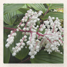 Floral de la planta de foca de Salomón en flor