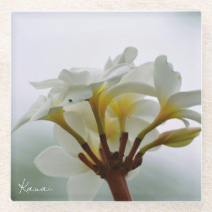 Posavasos De Vidrio Flores blancas de Plumeria Kauai (foto tomada por