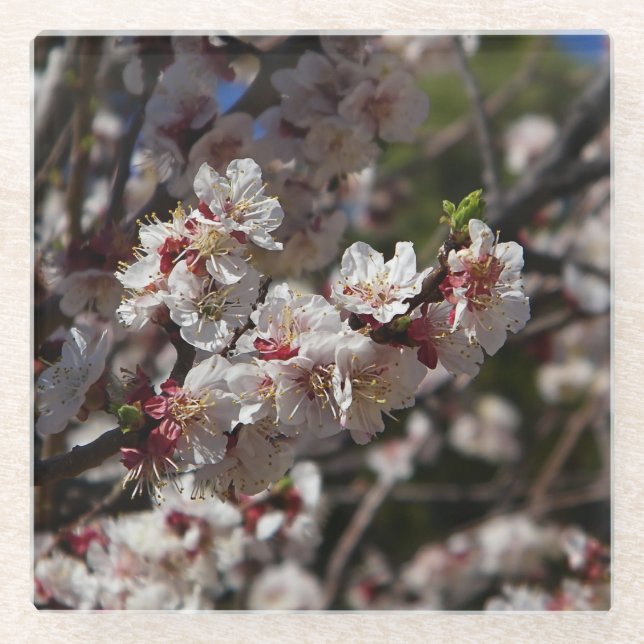 Posavasos De Vidrio Flores de cerezo (Anverso)