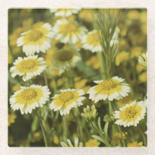 Posavasos De Vidrio Flores silvestres girasoles amarillos y blancos