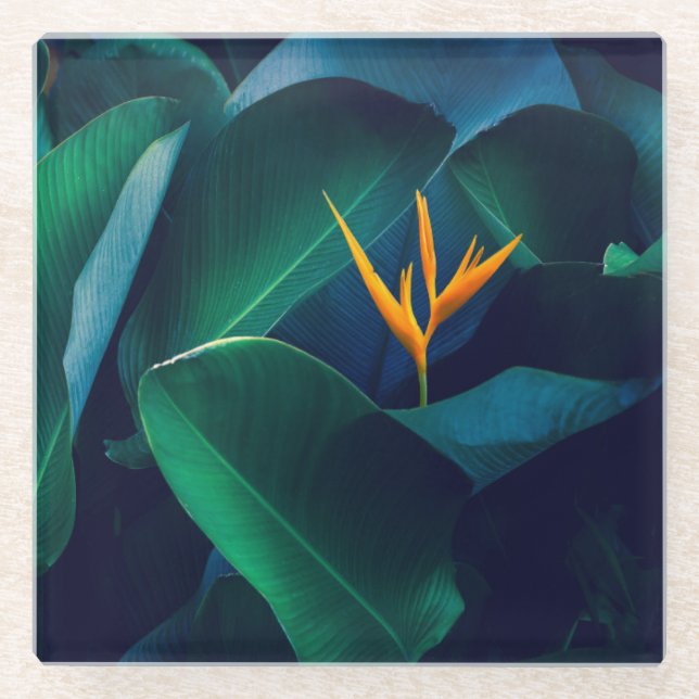 Posavasos De Vidrio Flowers | Bird of Paradise (Anverso)