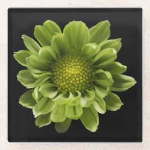 Posavasos De Vidrio Flowers   Green Chrysanthemum