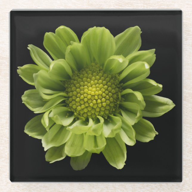 Posavasos De Vidrio Flowers | Green Chrysanthemum (Anverso)