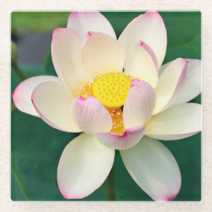 Posavasos De Vidrio Flowers Lotus Water Flower