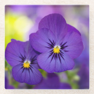 Posavasos De Vidrio Flowers   Purple Pansies